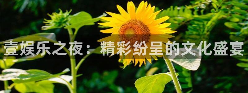 运达娱乐app下载安装：壹娱乐之夜：精彩纷呈的文化盛宴